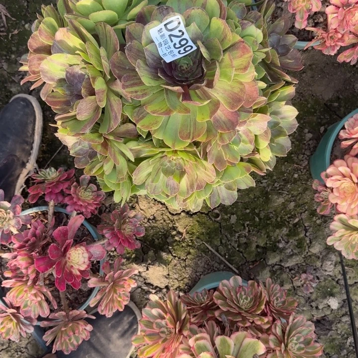 花月夜25-18包邮花花