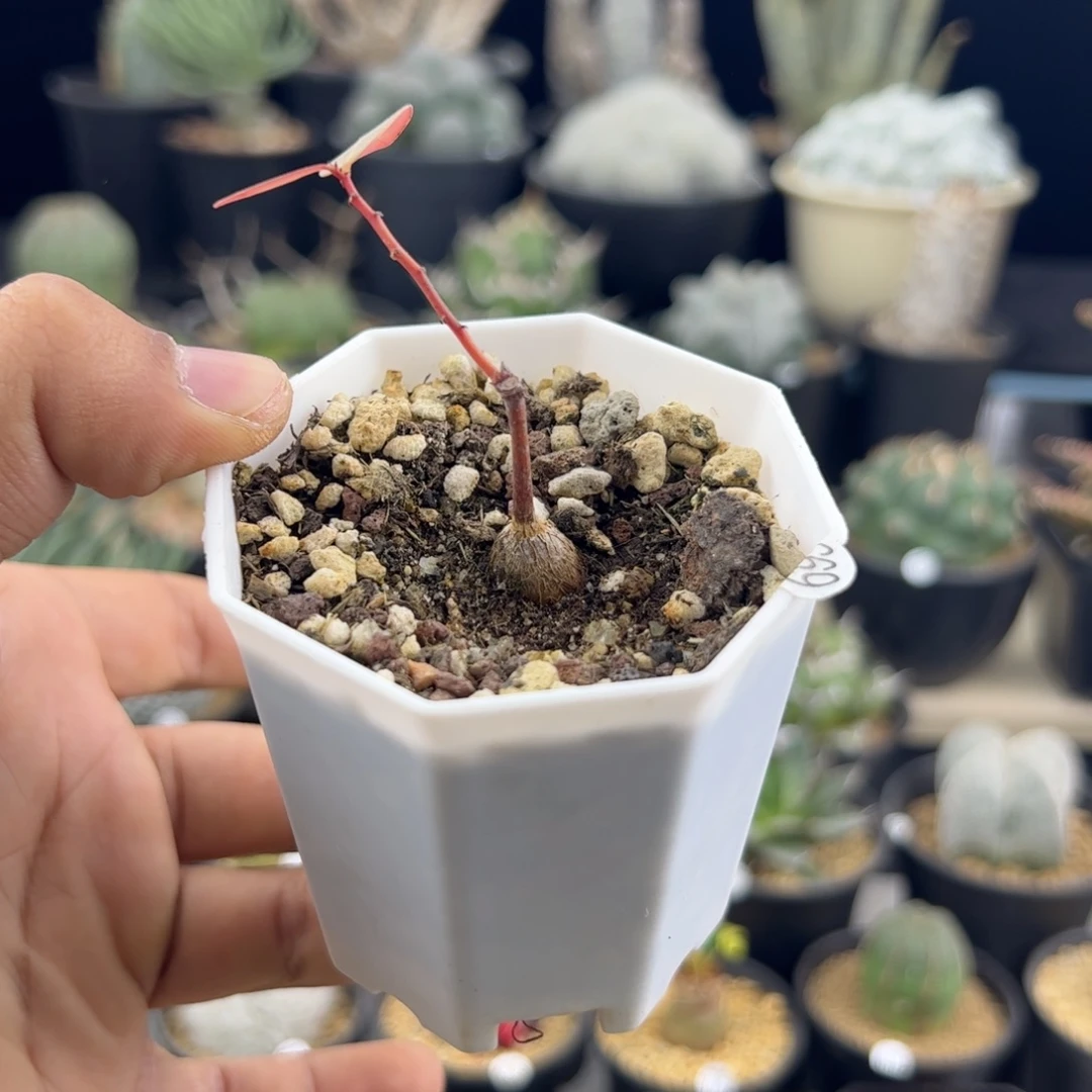用****奇异油柑种播一物一拍669