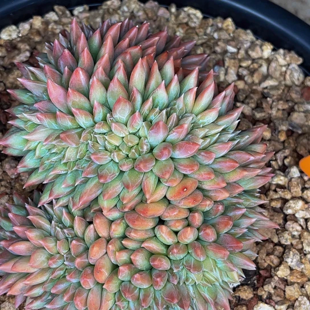 1791号晚上多肉植物群生多肉