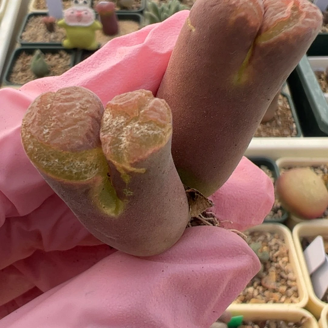 289 好看的多肉冲冲冲q