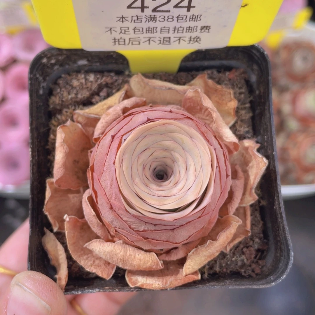 山地玫瑰424满38包邮裸根发货