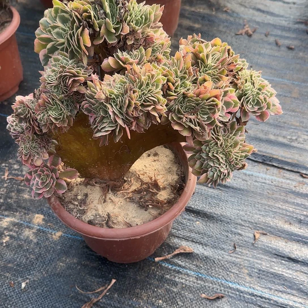 湿***窗无花朵粉女巫追剧啊默默