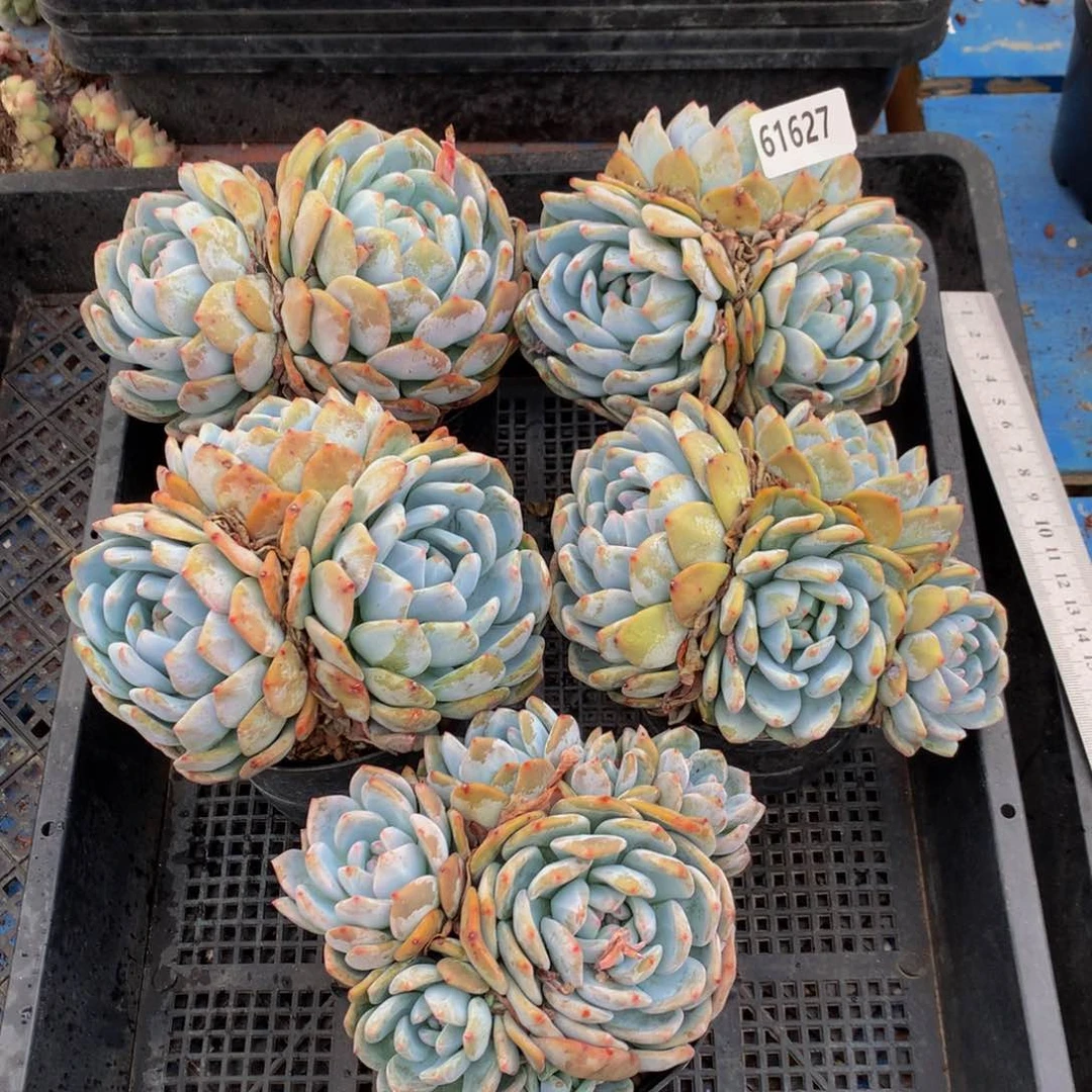 61627五个嗯嗯嗯嗯嗯好喜欢