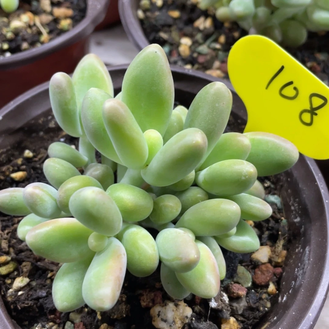 成*芒果奶酪七头108