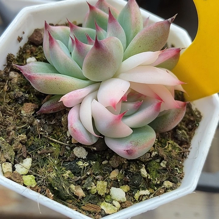 多肉植物吉娃娃锦935