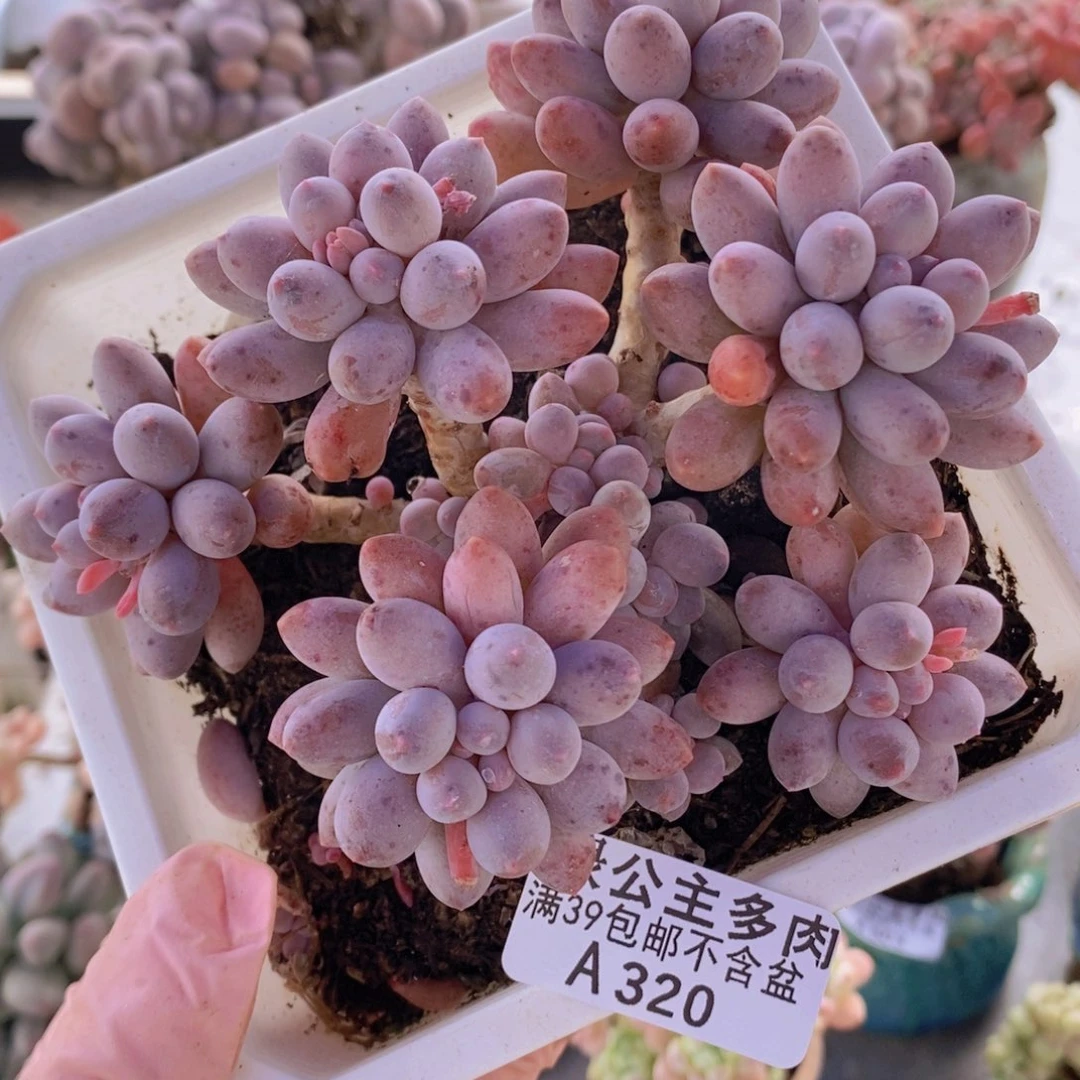 婴儿手指老桩11cm320多肉植物