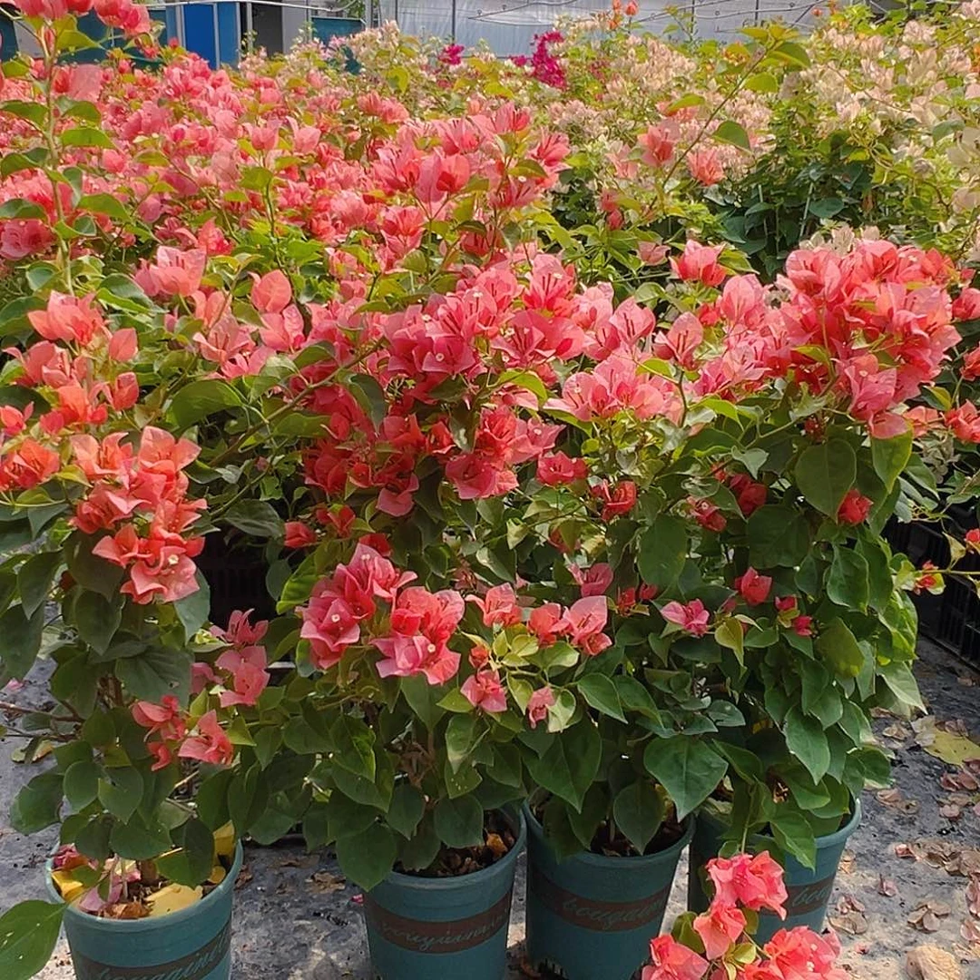 当前无花栽培后可以开花不甜西瓜带竹一颗
