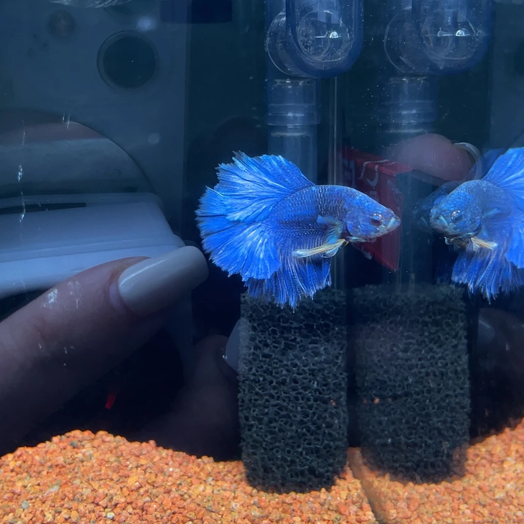 斗鱼35号蓝紫色hmpk