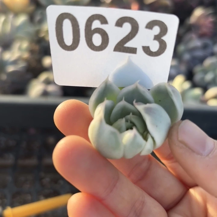 多肉植物无根满18包邮当场凑单