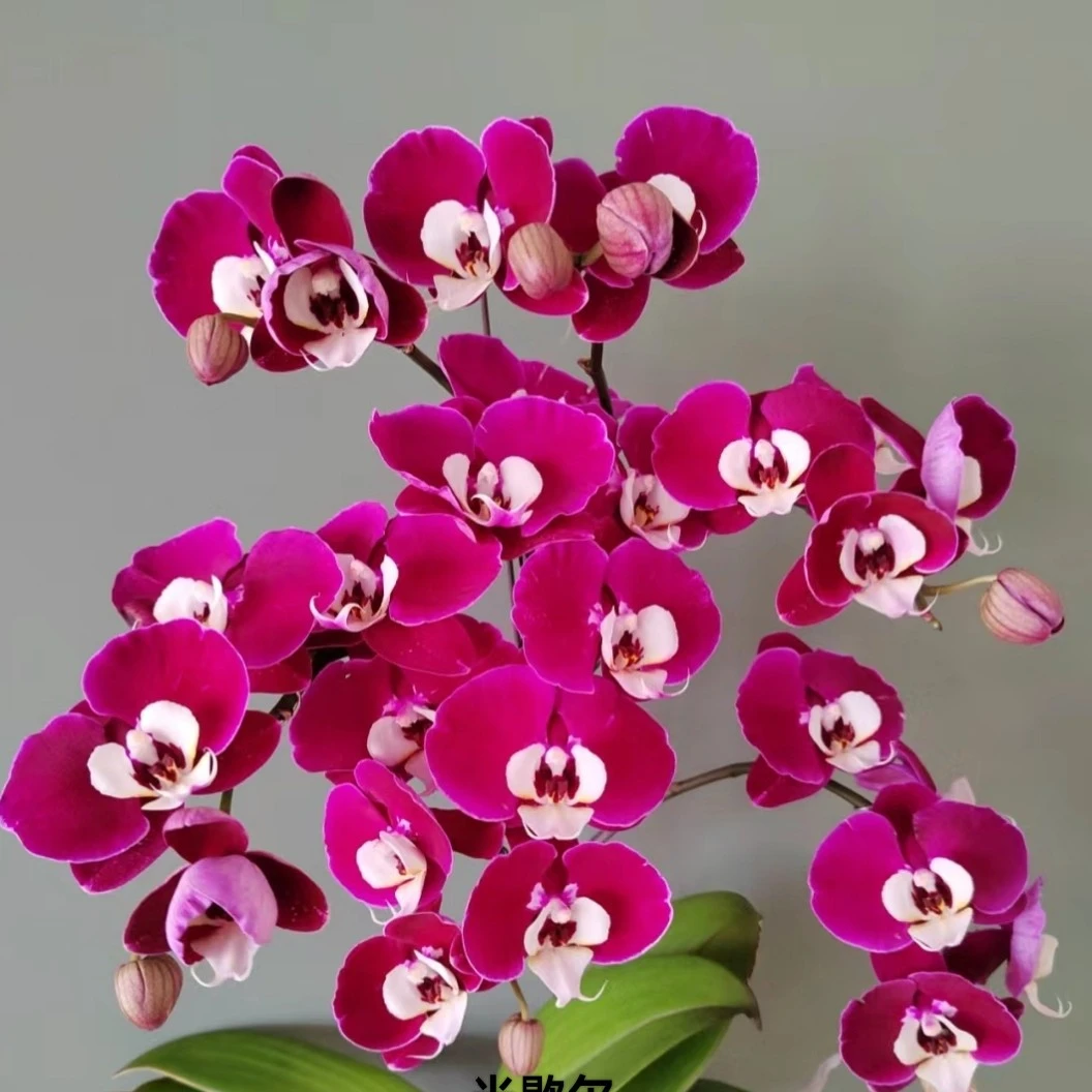 蝴蝶兰【米歇尔】2.8寸带花带花苞  黑花