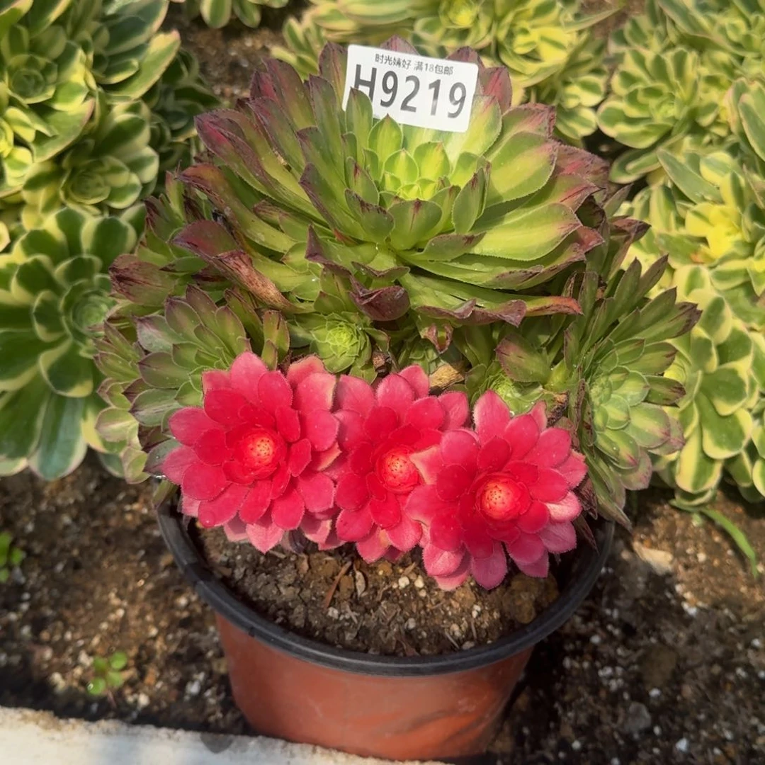 9219知否多肉植物