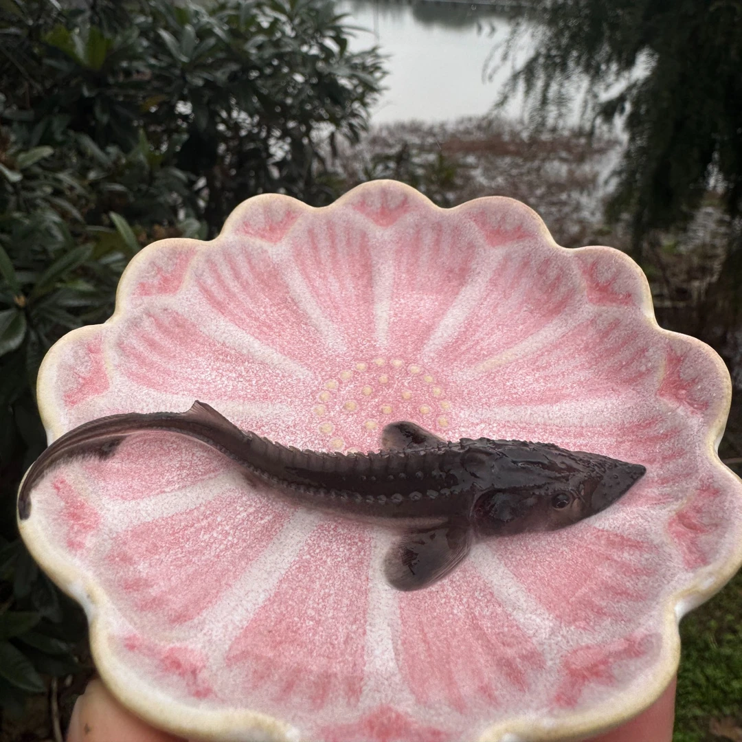 云朵儿（推荐）鲟龙鱼淡水鱼观赏鱼缸观赏鱼活体鲟龙鱼宠物