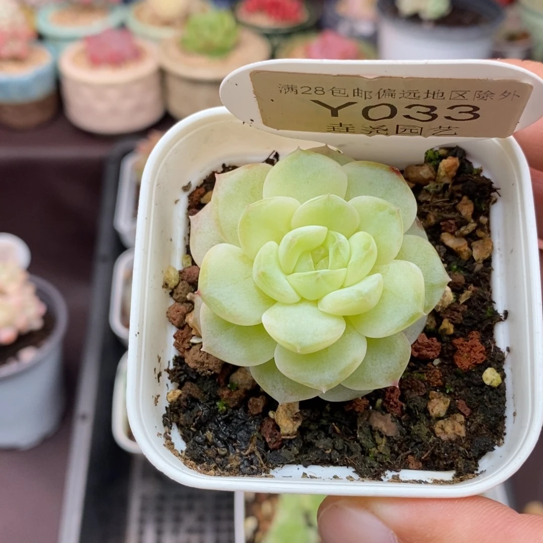 0033 Q03单头 4cm