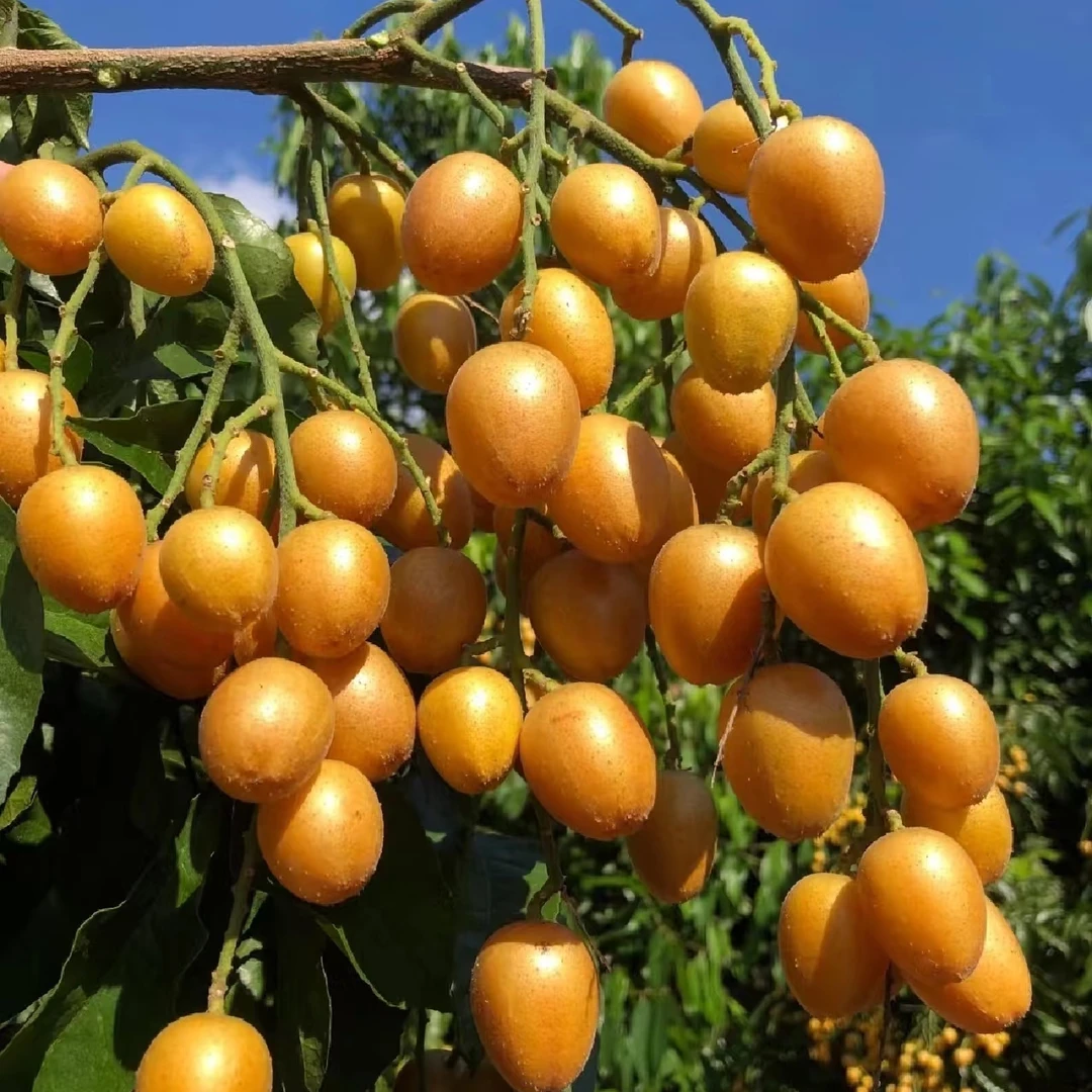 鸡心黄皮果新鲜水果黄弹子黄皮水果当季现摘孕妇次日达黄皮同城送