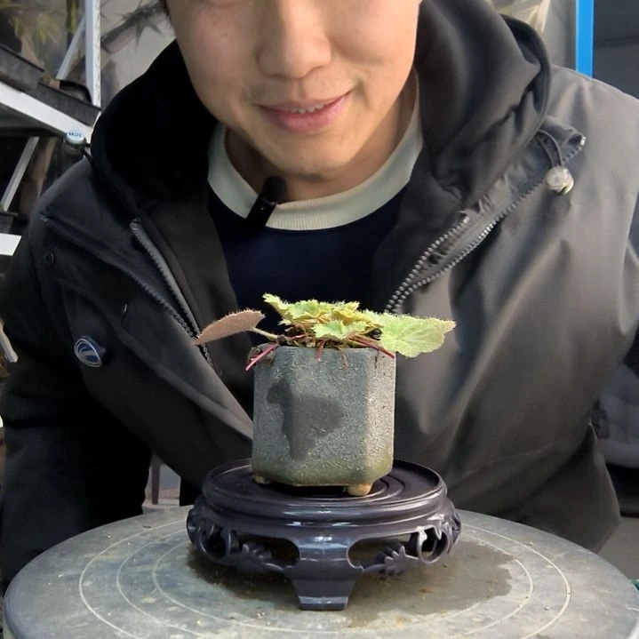 I小盆景小植物一物一拍134