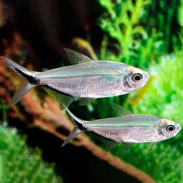 黑尾大勾斑马一眉道人群游鱼灯科鱼红绿灯宝莲灯玛丽鱼包邮泡沫箱