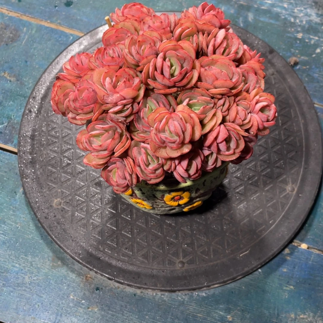 秀妍一物一拍中通快递