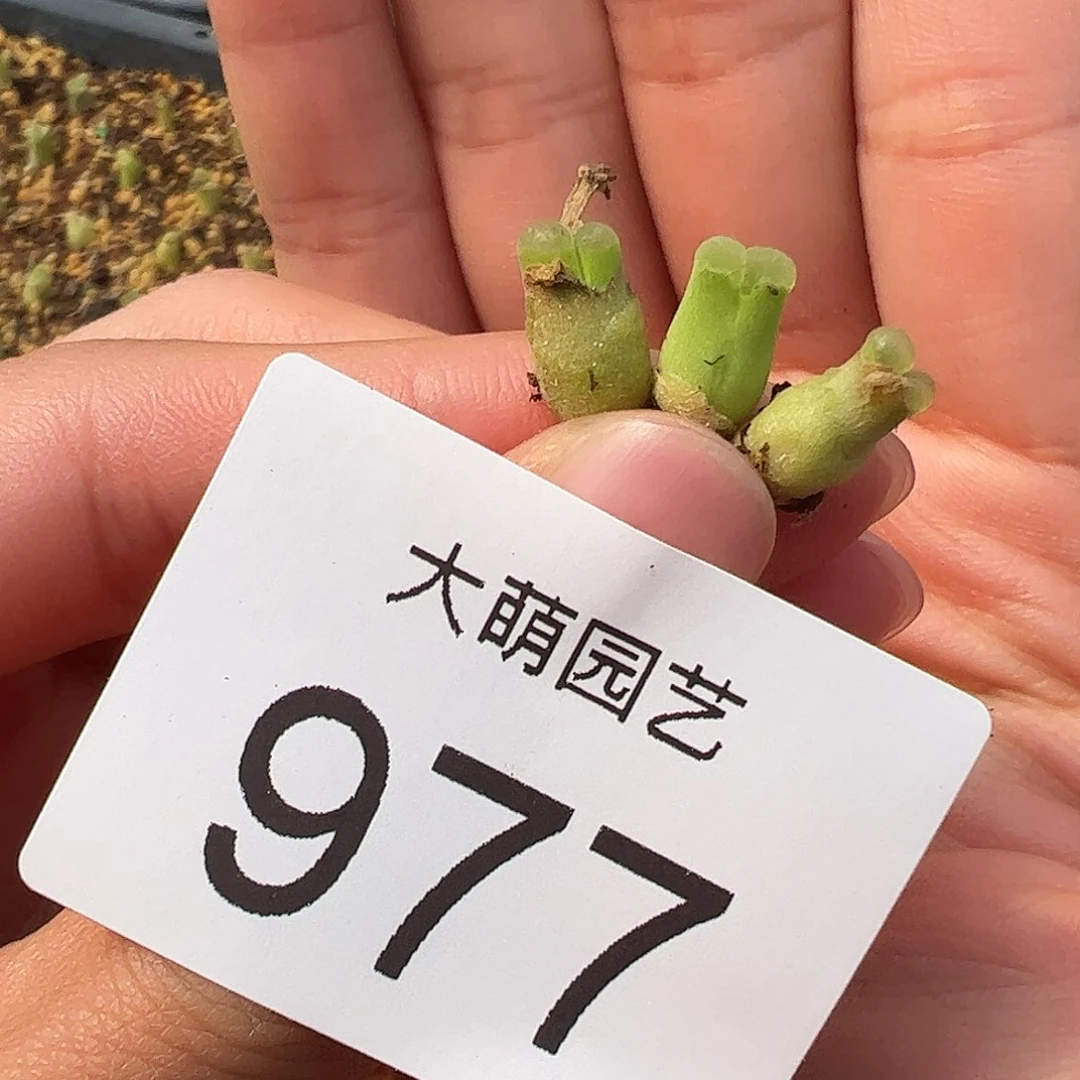 0000977量拍SB805佛肚风铃3颗小体型