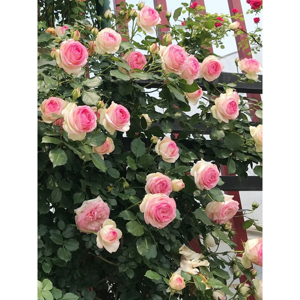 粉色龙沙宝石颜值扛把子外白内粉爬藤蔷薇花苗庭院植物粉龙月季苗