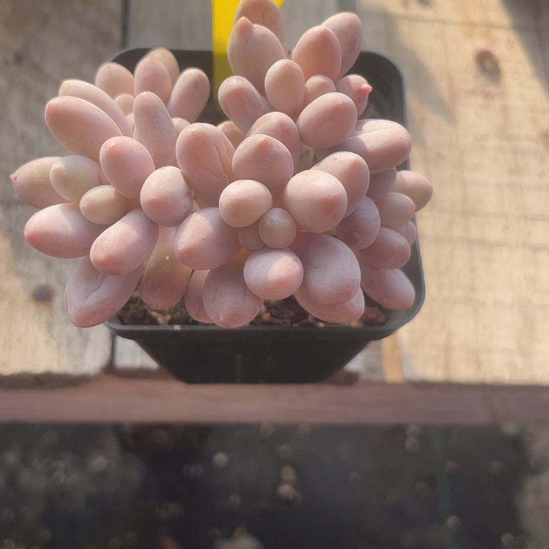 橘子奶多肉植物群生129