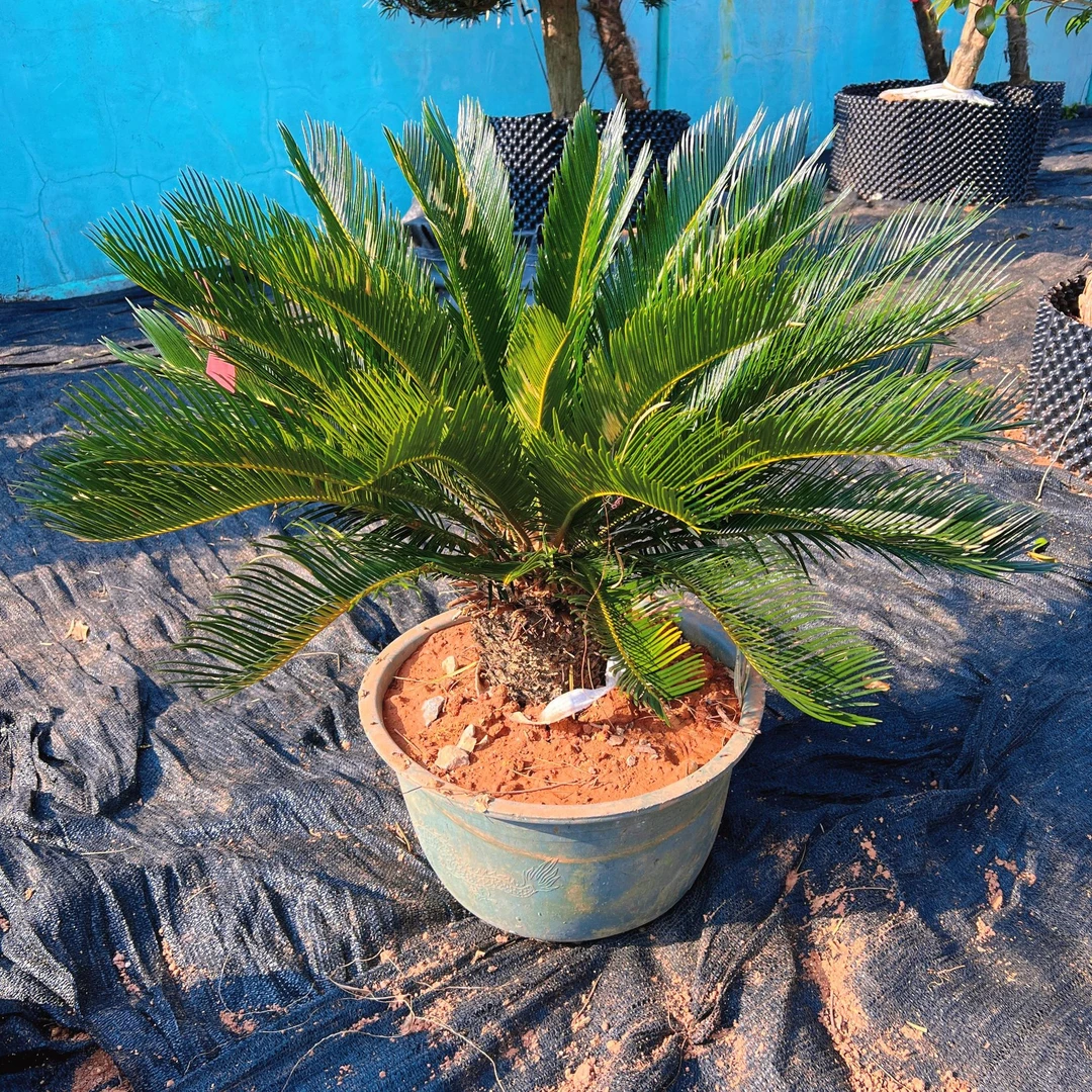 铁树盆景大型室内外盆栽苏铁庭院四季常青耐寒大铁树(一物一拍)