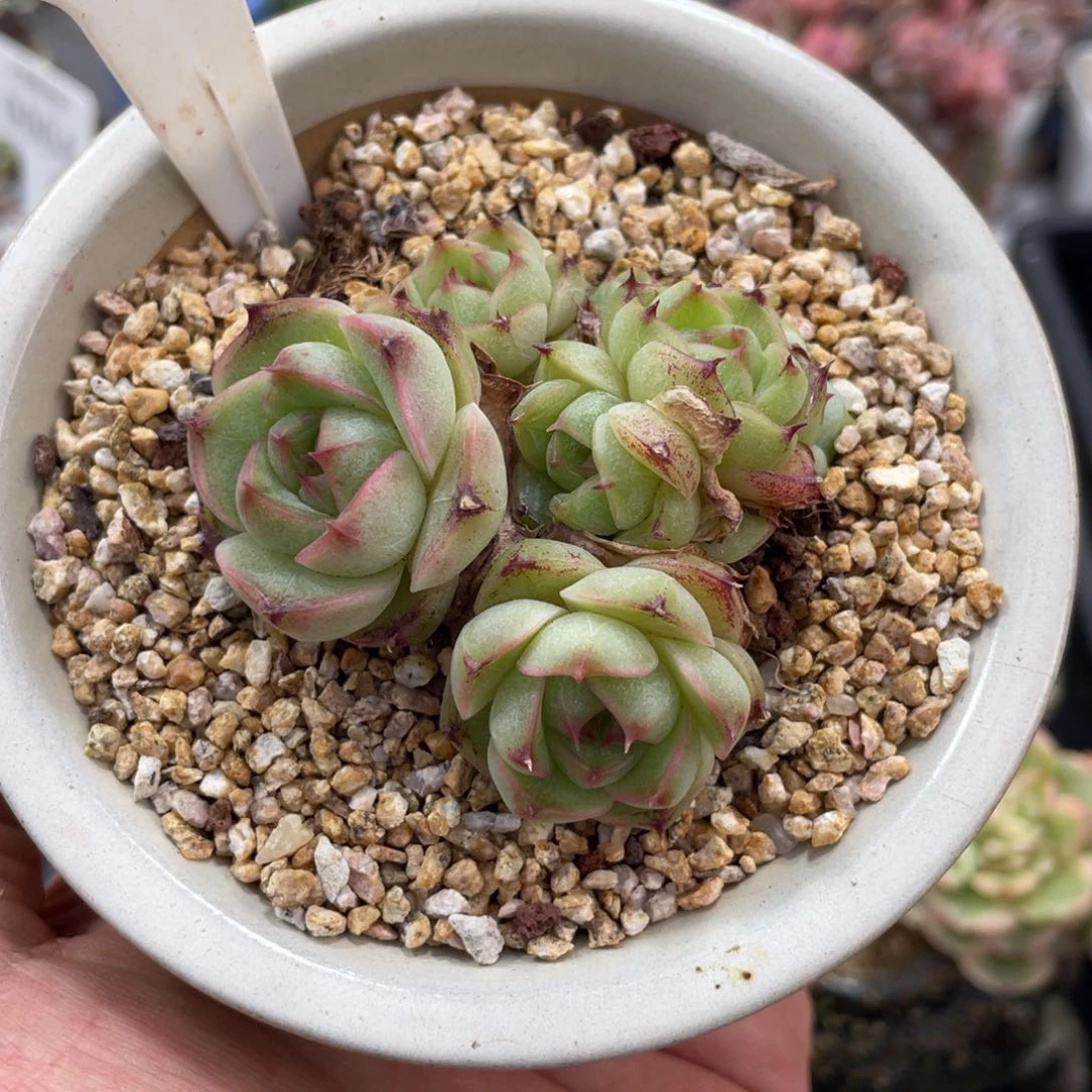 0512麦秆不带盆6厘米