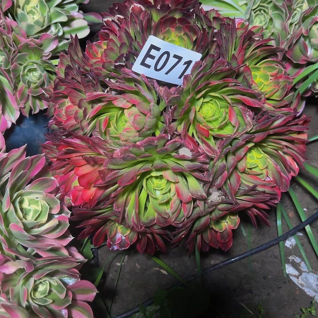 朝霞法师15//41包邮法师