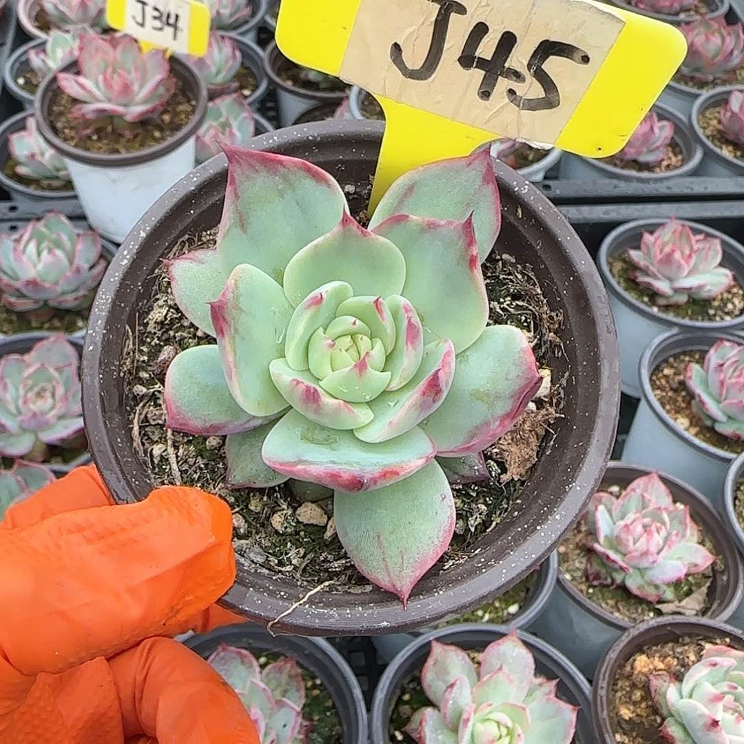 月**农J45惊鸿单头多肉