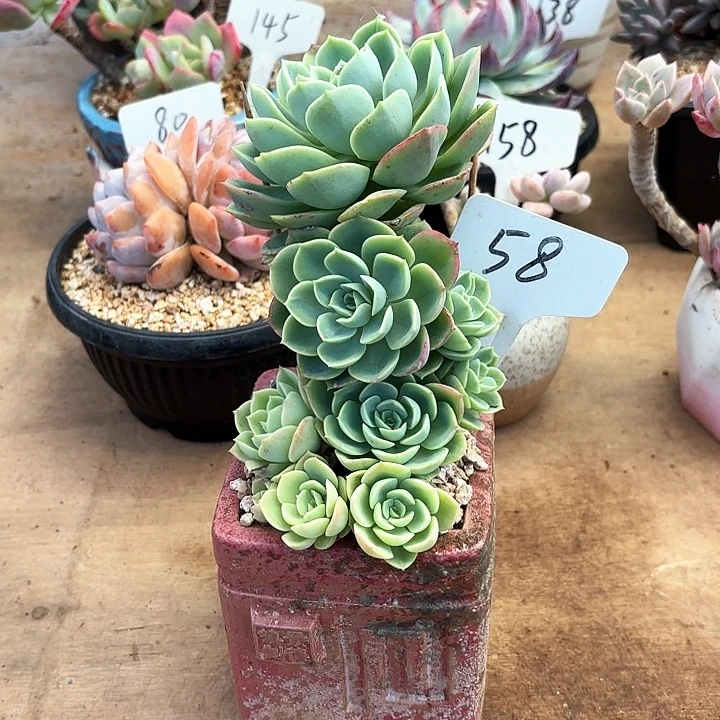 多肉植物，哈密瓜58号