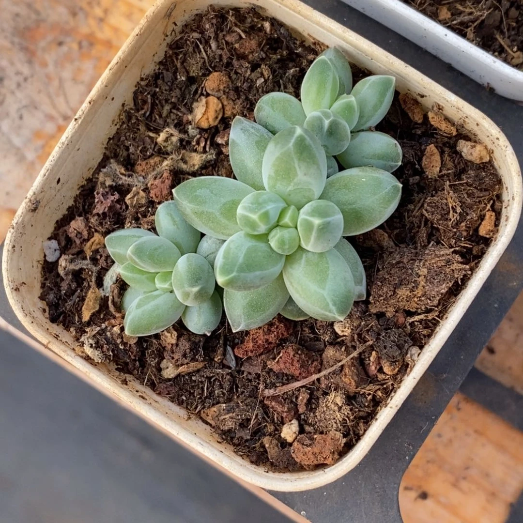 精品多肉一物一拍不包整493