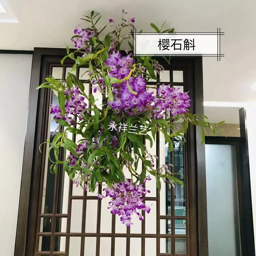 永祥兰艺 樱石斛系列 越樱韶关樱广西樱半白樱素樱