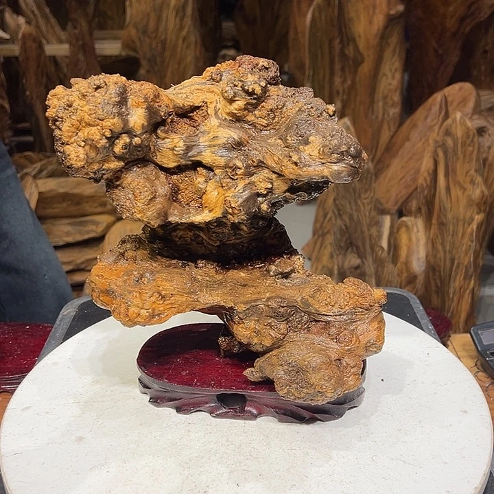 松木（琥珀木）吉***0