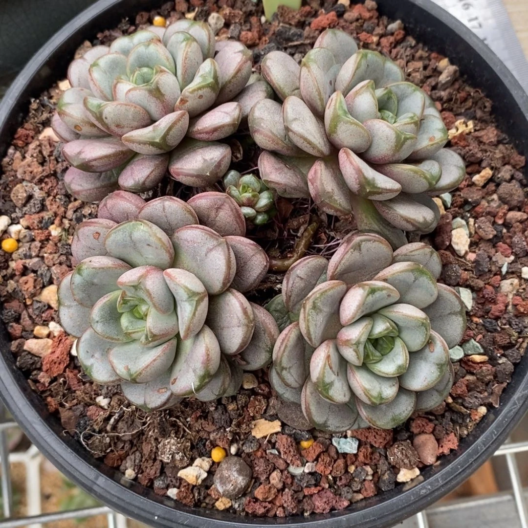 x079-多肉植物 葡萄