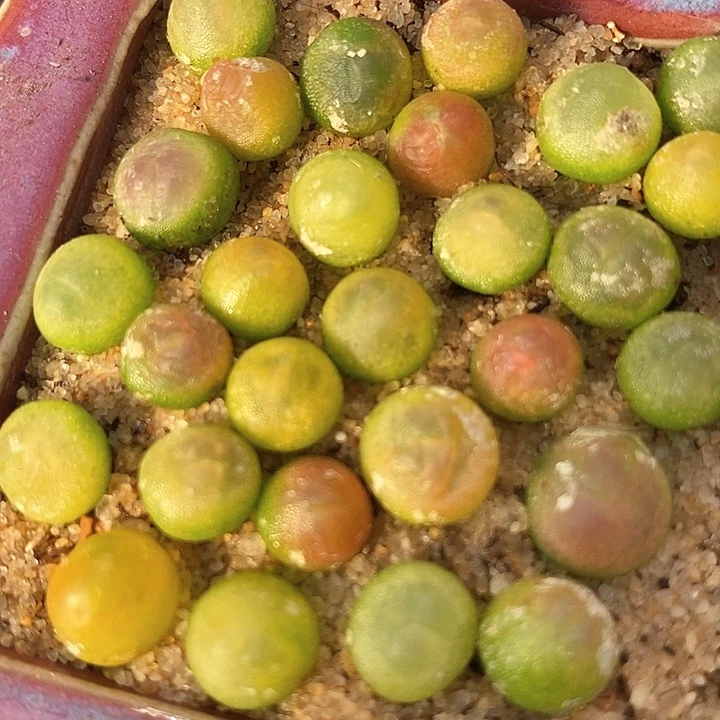 紫皮拉登一颗   0.6-0.8厘米