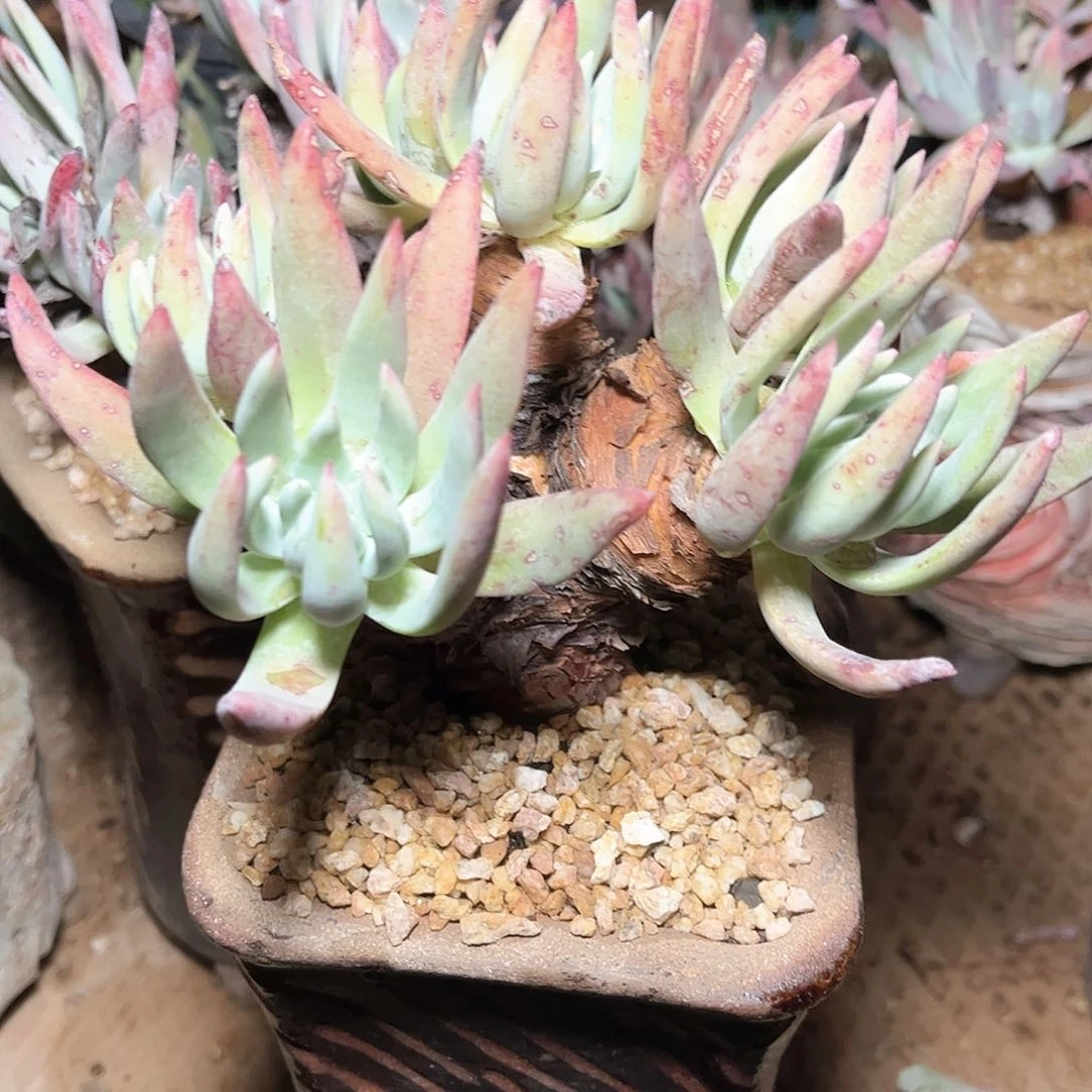 6611尹静思白菊仙女杯多肉