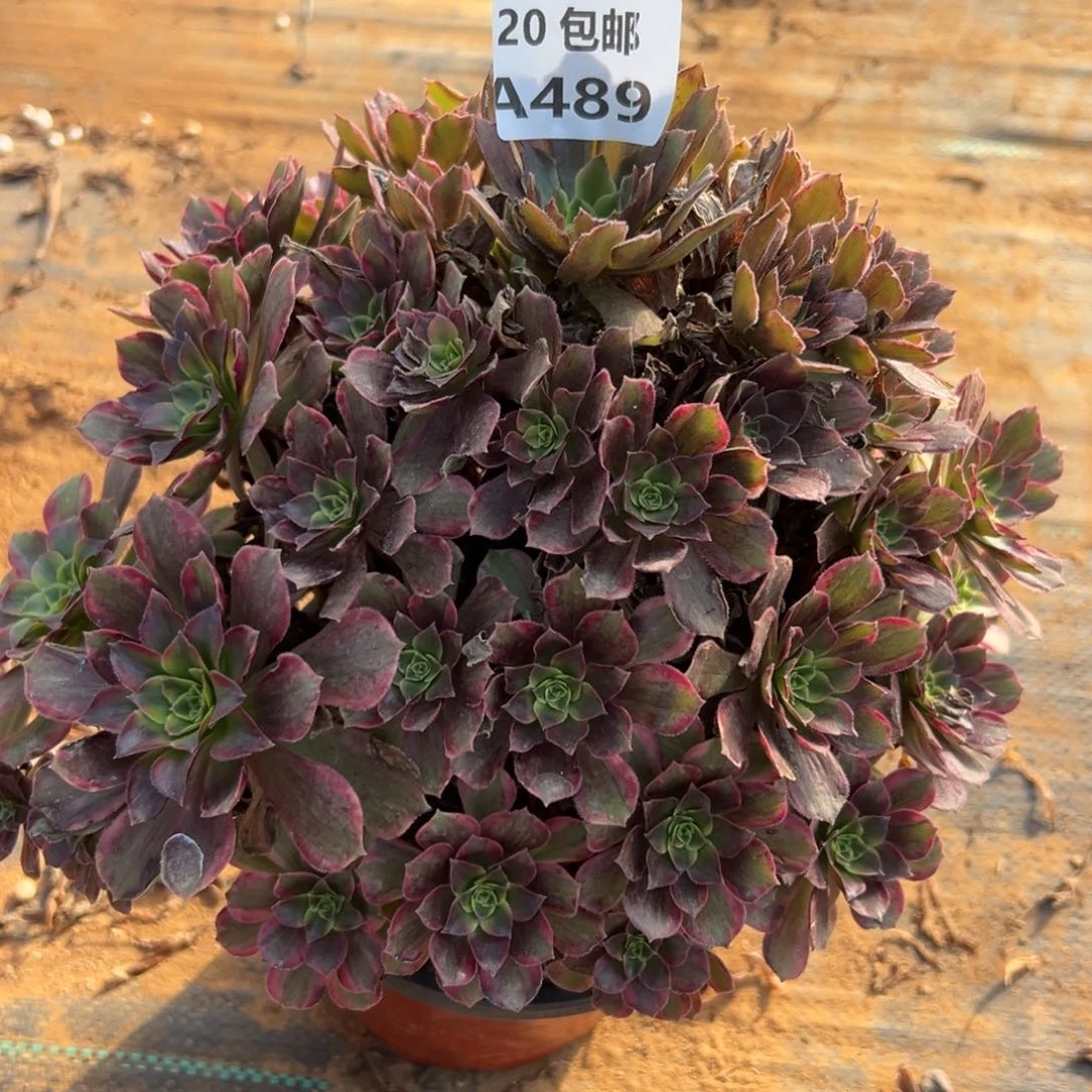 489安娜，多肉法师