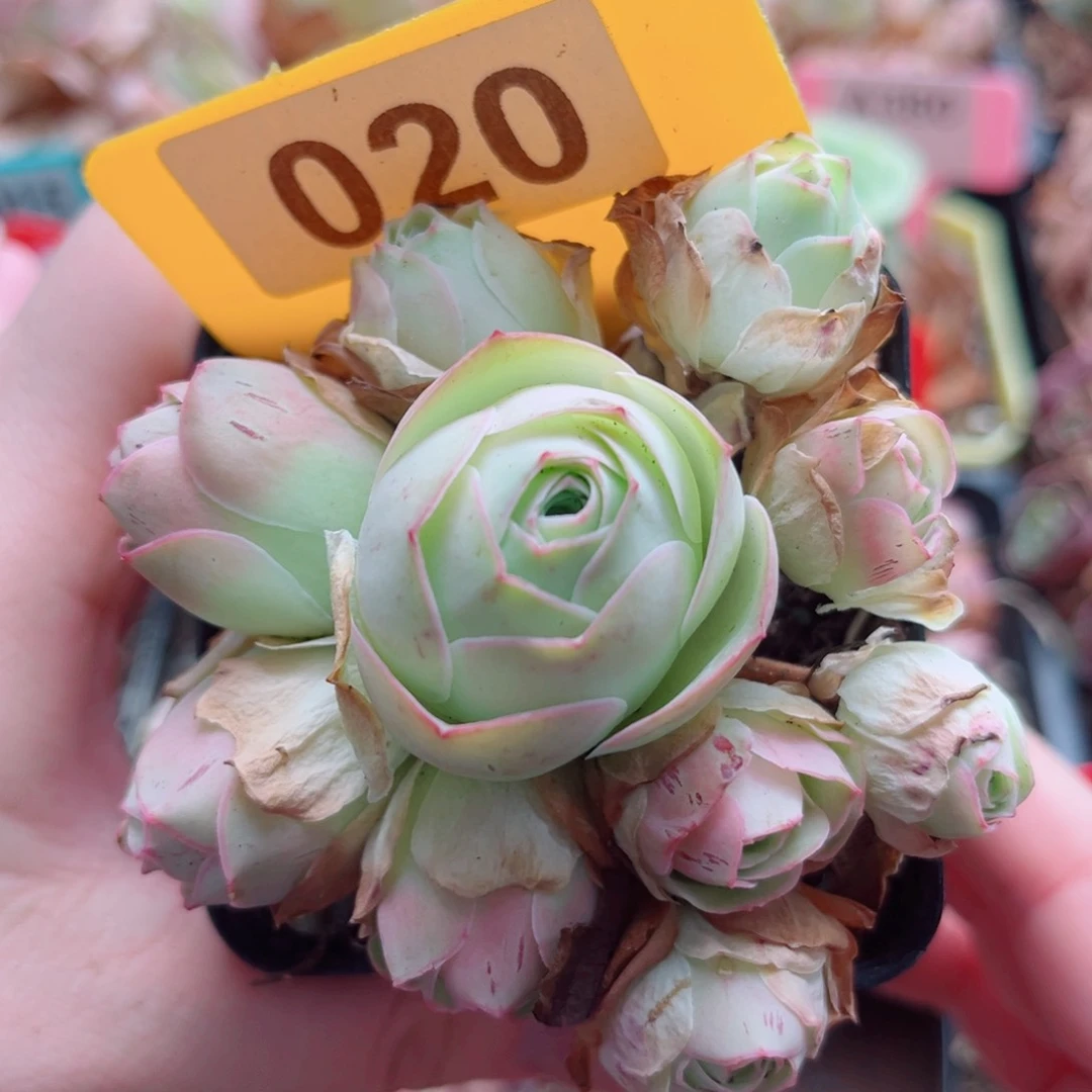 020 姝帕手捧花 一物一拍