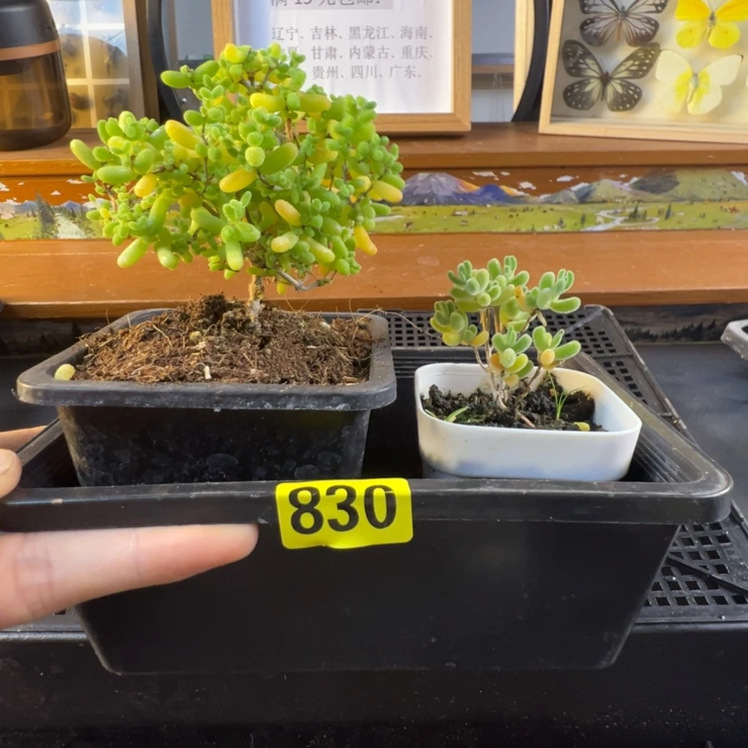 枝干番杏多肉植物830