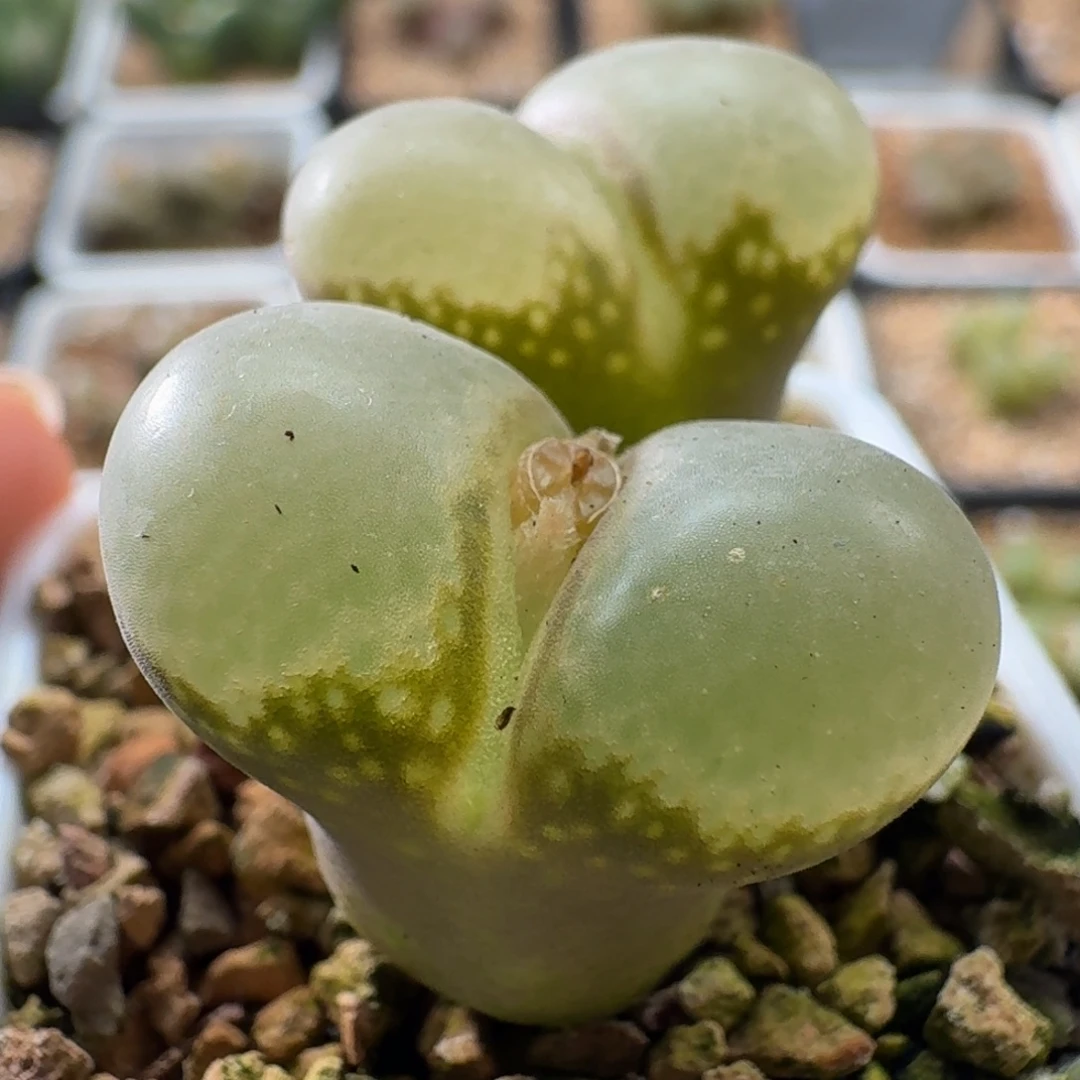 3139风铃玉肉锥植物