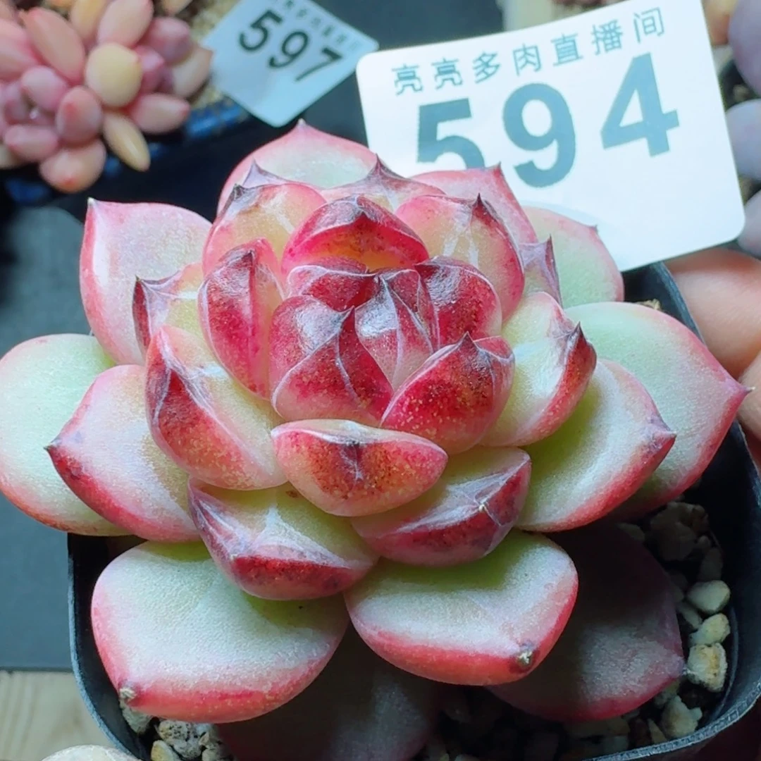 孤品      愿你一路坦途，乘风破浪展宏图