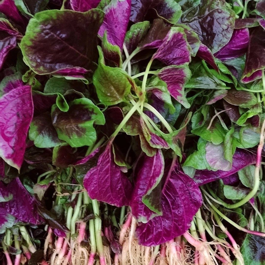 农家露天新鲜红苋菜红汉菜红旱菜当季蔬菜现摘现发