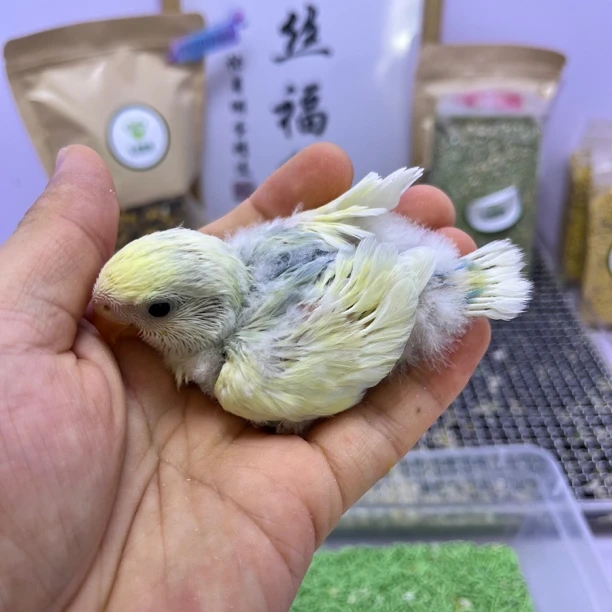 牡丹鹦鹉-精品绿隐派公F61057