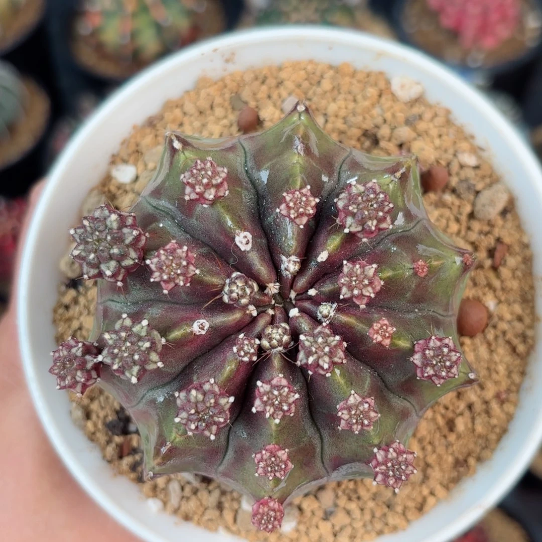 *****泰系米哈仙人球搬迁福利