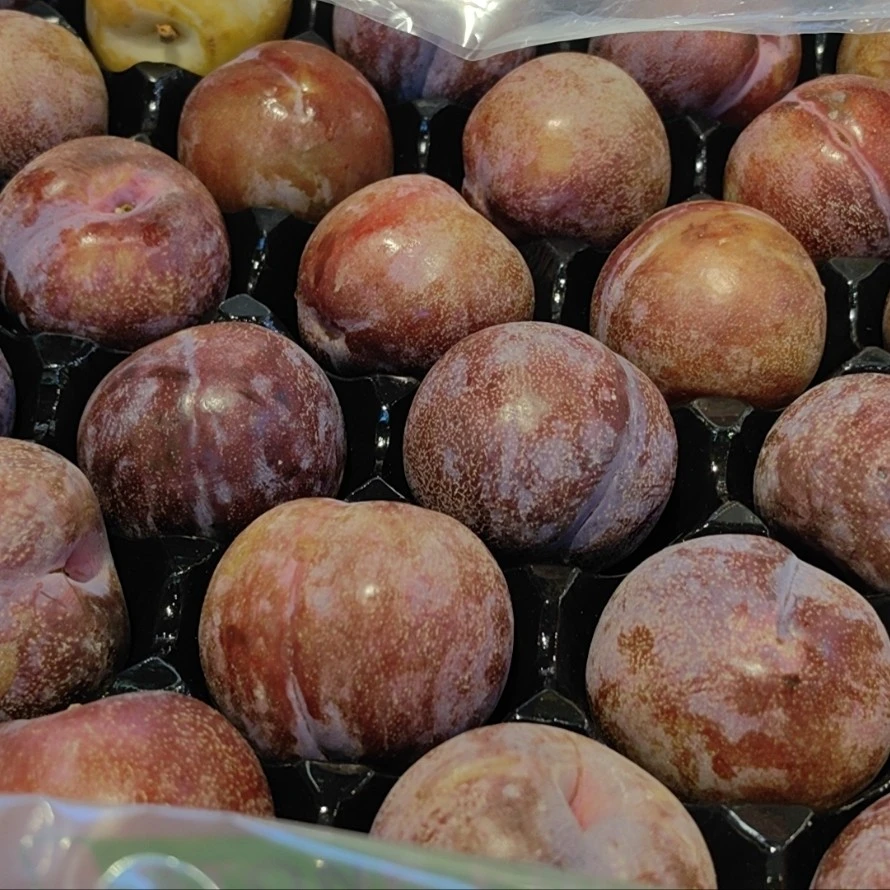 黑珍珠红血丝李（5个）
