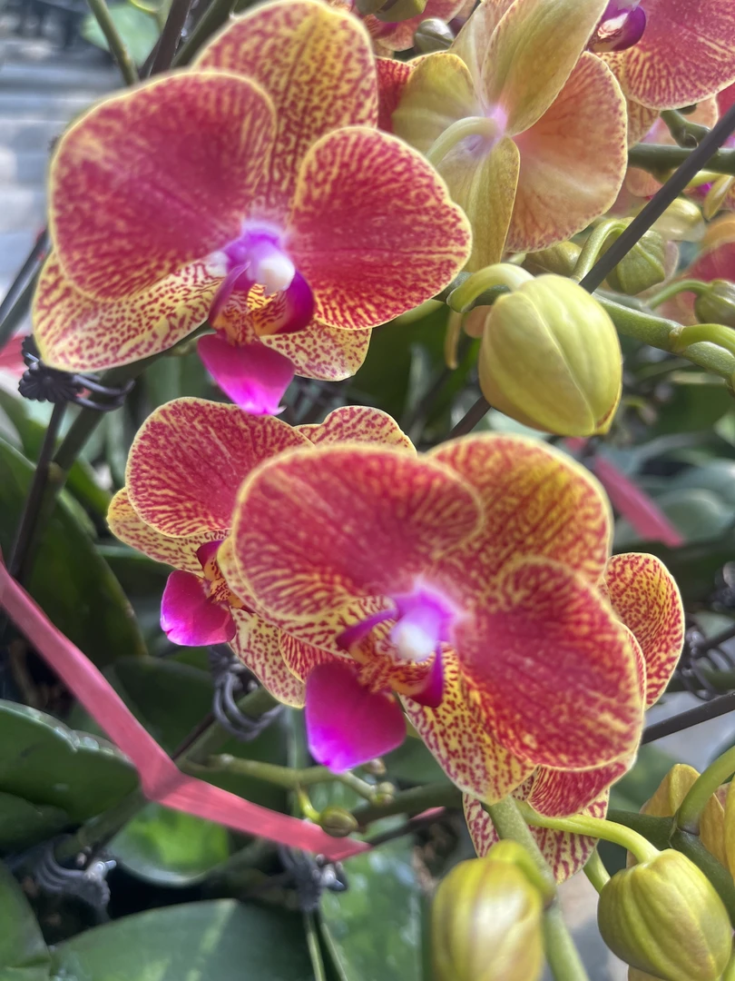 【黄金格格】花不晚  精品蝴蝶兰  室内花   家用观赏美观花期长