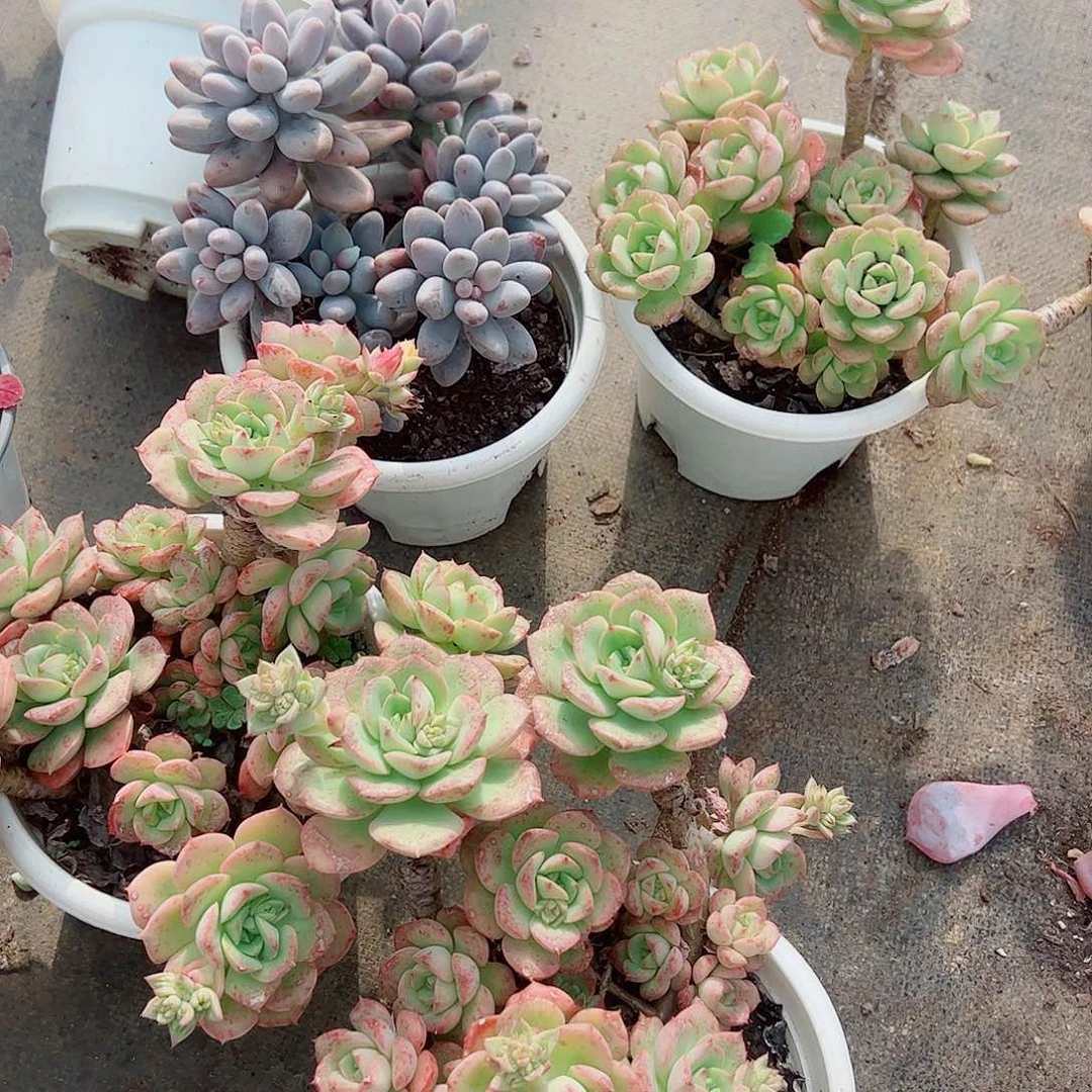 妮可沙拉玫瑰多头群生老桩