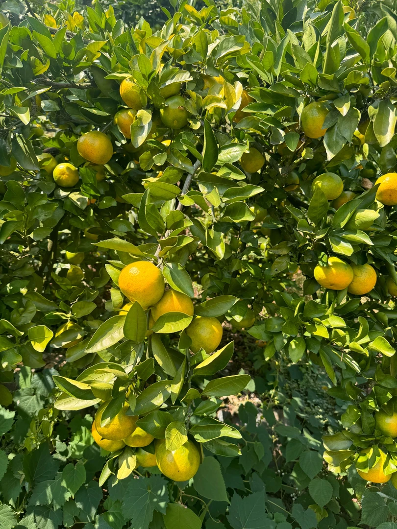 湖南本地种的贡川蜜橘酸甜多汁现摘新鲜应季水果