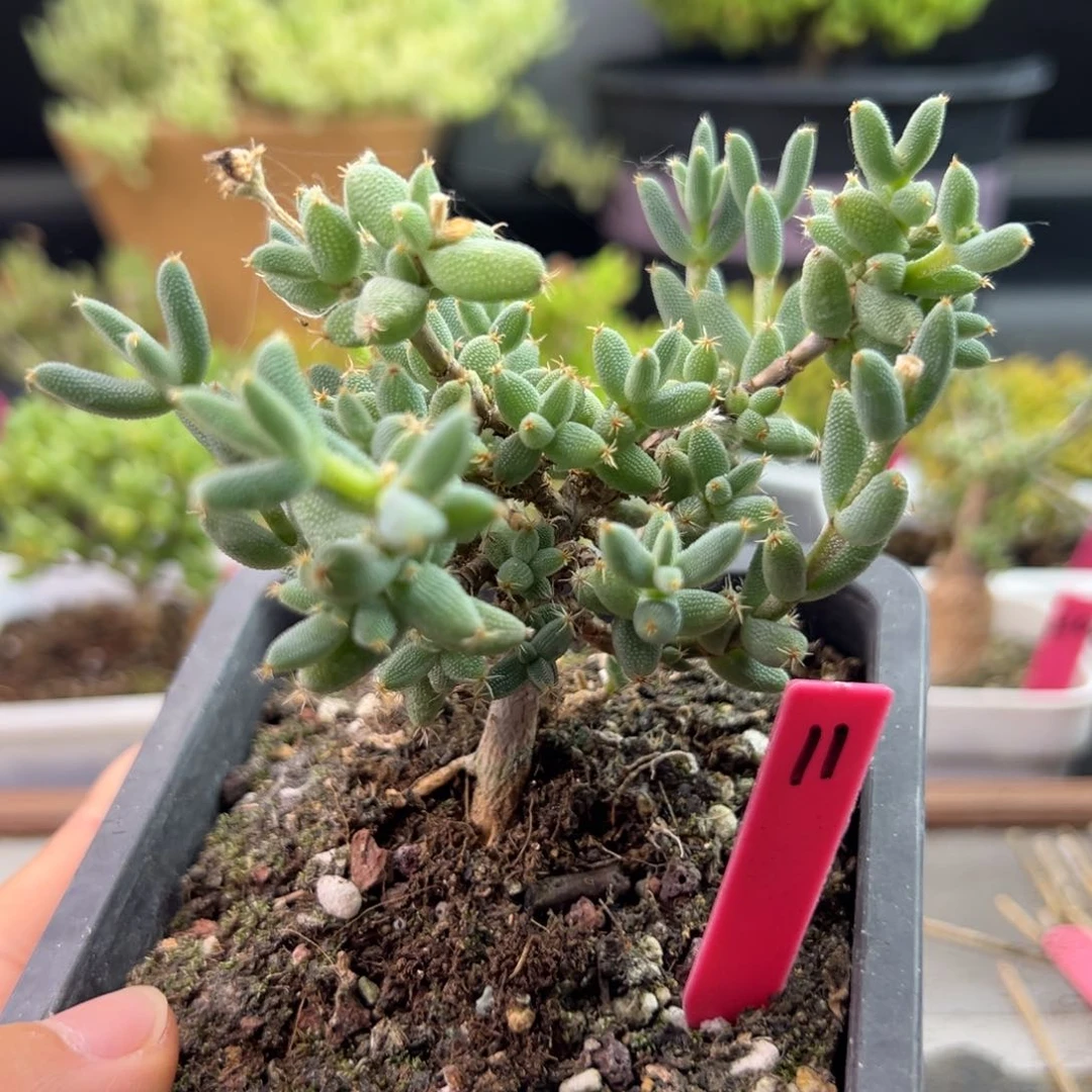 玉米枝干11号10cm盆