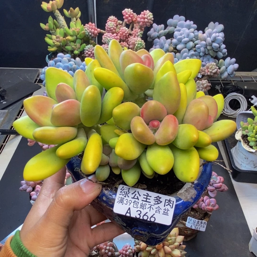 366芒果奶多肉12c m