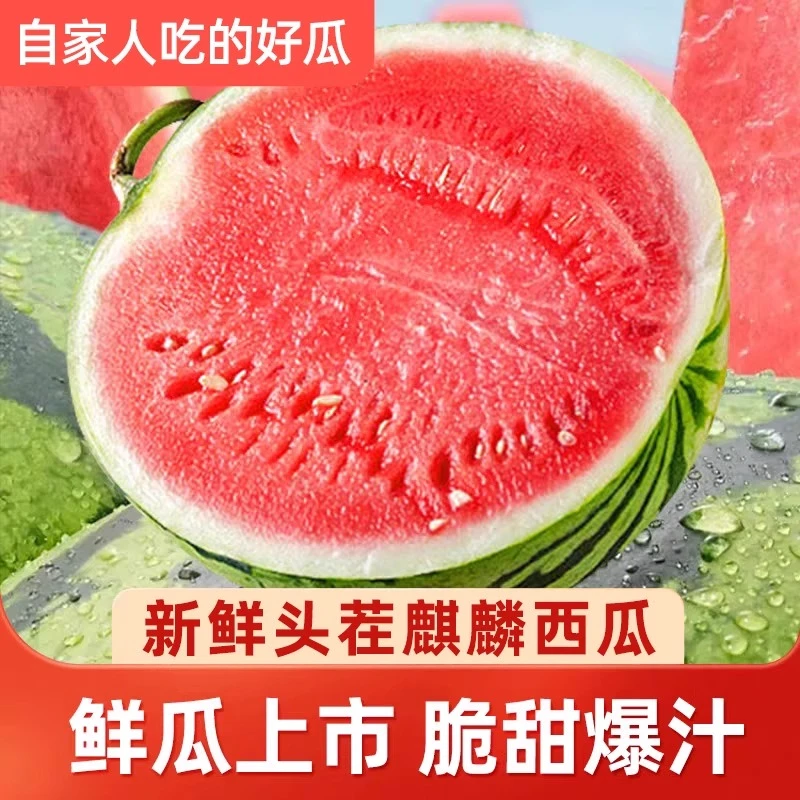正宗云南头茬麒麟甜西瓜超甜蔬菜薄皮脆现摘现发直发有籽新鲜水果